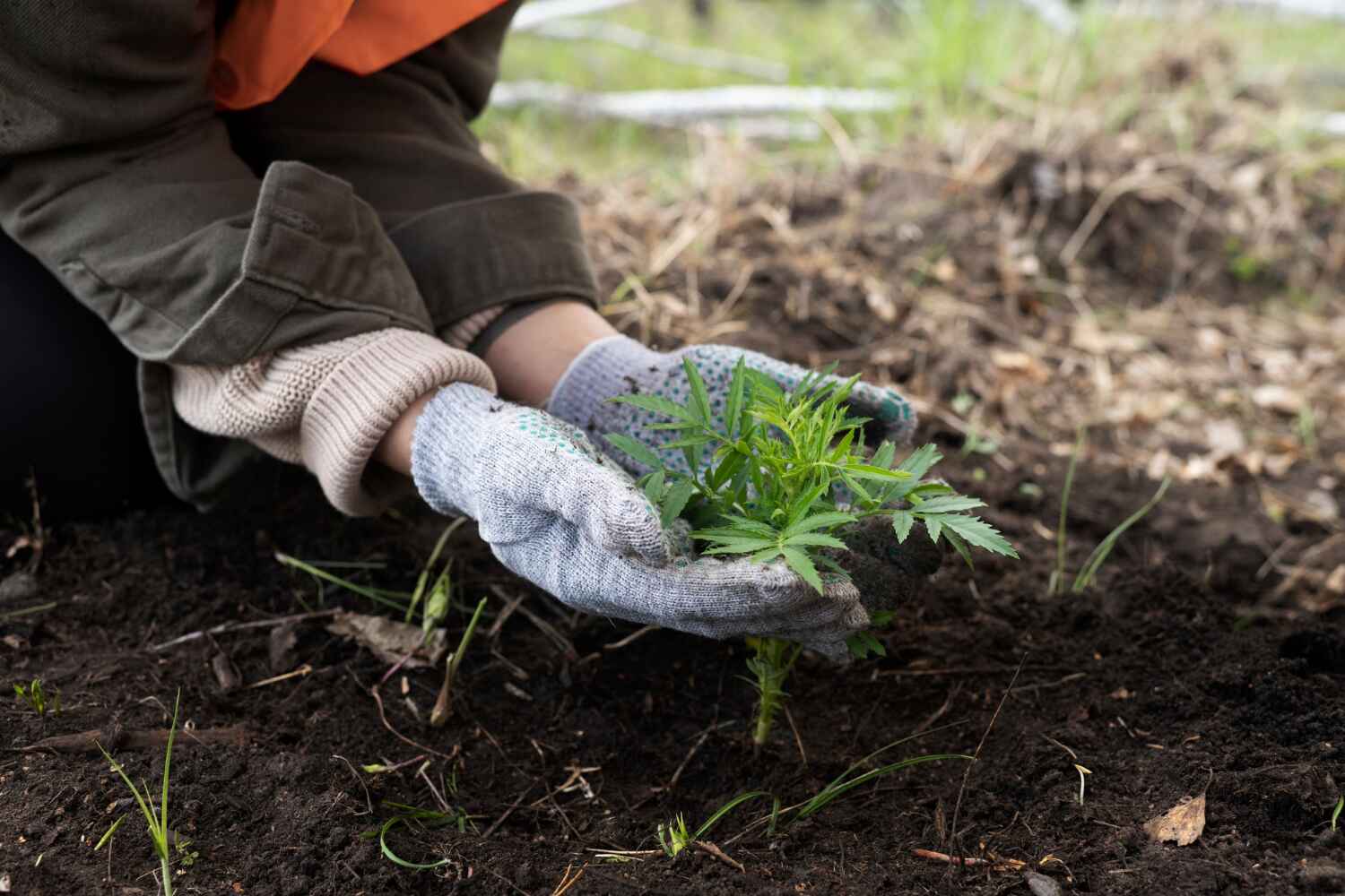 Best Large Tree Removal  in Rushford, MN